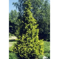 NA Conifères | Chamaecyparis Lawsonia Allumii Gold : 100/125 cm pot 4L