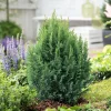 NA Chamaecyparis lawsonia 'Ellwoodii' :40/60cm 4L