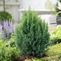 NA Chamaecyparis lawsonia 'Ellwoodii' :40/60cm 4L