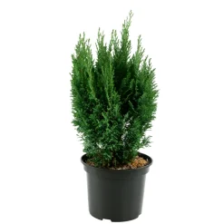 NA Chamaecyparis lawsonia 'Ellwoodii' :40/60cm 4L