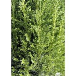 NA Conifères | Chamaecyparis Lawsonia Ellwoodii : 40/50 cm pot 4L