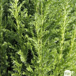 NA Conifères | Chamaecyparis Lawsonia Ellwoodii : 40/50 cm pot 4L