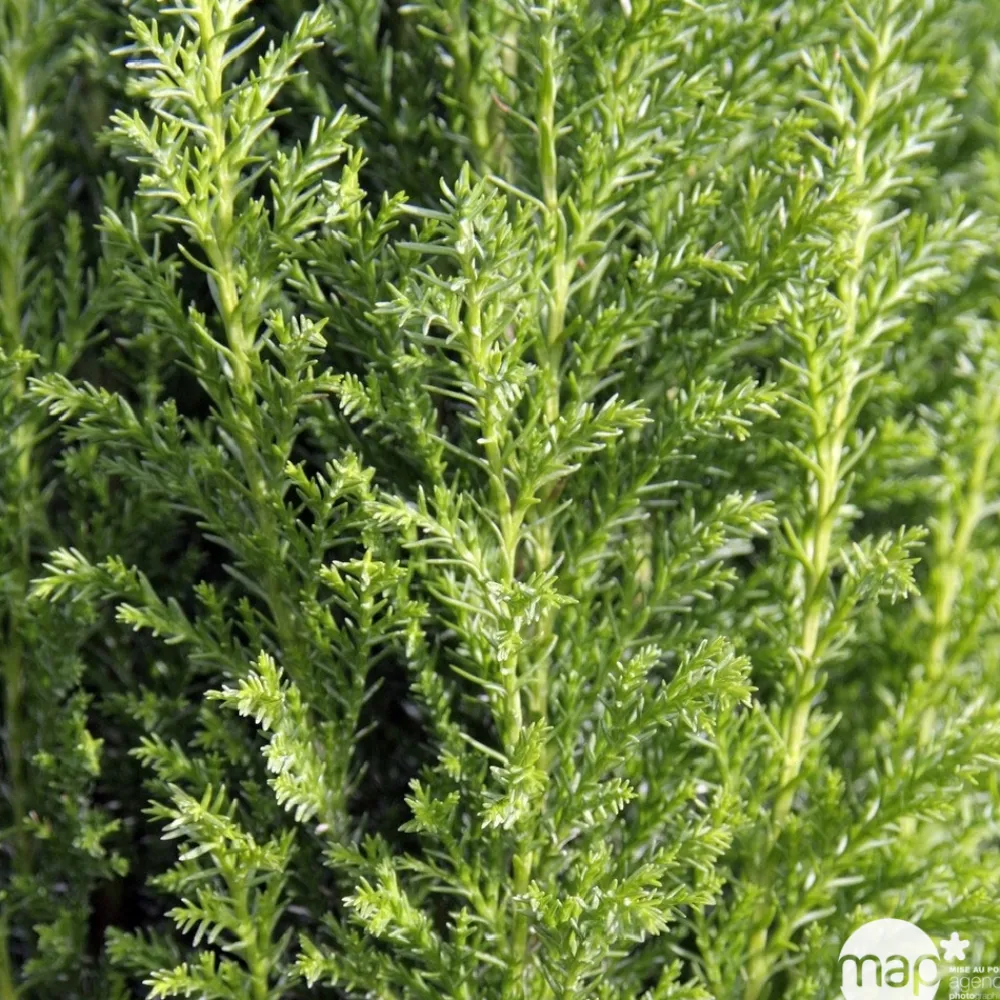NA Conifères | Chamaecyparis Lawsonia Ellwoodii : 40/50 cm pot 4L