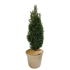NA Conifères | Chamaecyparis Lawsonia Ellwoodii : 40/50 cm pot 4L