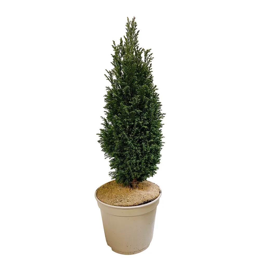 NA Conifères | Chamaecyparis Lawsonia Ellwoodii : 40/50 cm pot 4L