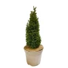 NA Chamaecyparis Lawsonia Ellwood's Gold : 40/50 cm pot 4L Online