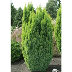 NA Chamaecyparis Lawsonia Ellwood's Gold : 40/50 cm pot 4L Online