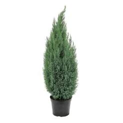 NA Conifères | Chamaecyparis Lawsonia Ellwoodii : 90/100 cm pot 10L