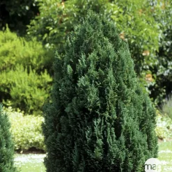 NA Conifères | Chamaecyparis Lawsonia Ellwoodii : 90/100 cm pot 10L