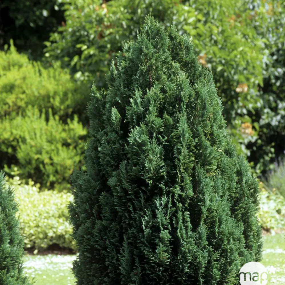 NA Conifères | Chamaecyparis Lawsonia Ellwoodii : 90/100 cm pot 10L