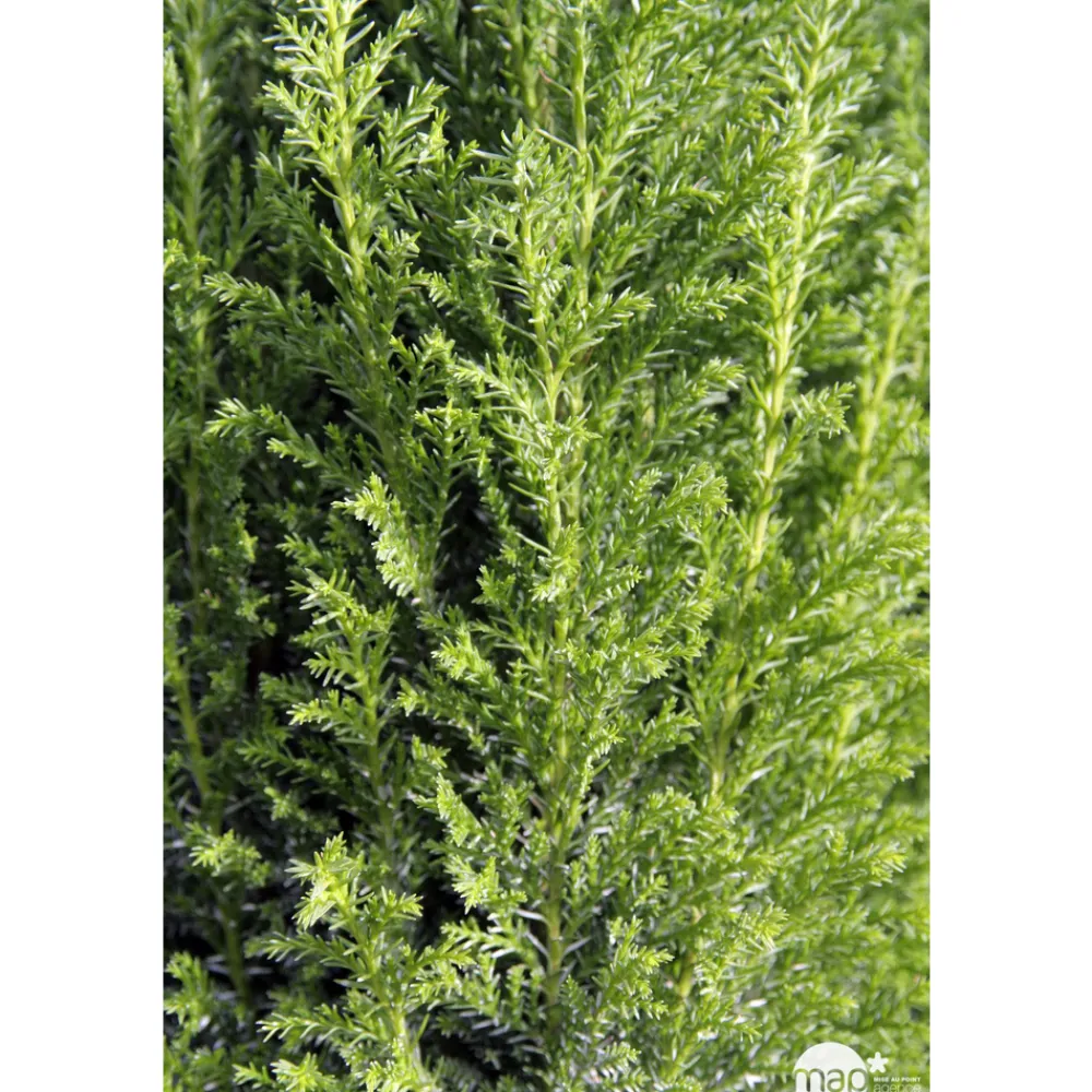 NA Conifères | Chamaecyparis Lawsonia Ellwoodii : 90/100 cm pot 10L