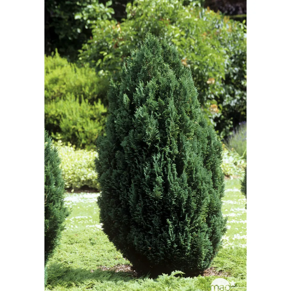 NA Conifères | Chamaecyparis Lawsonia Ellwoodii : 90/100 cm pot 10L