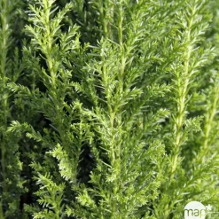 NA Conifères | Chamaecyparis Lawsonia Ellwoodii : 90/100 cm pot 10L