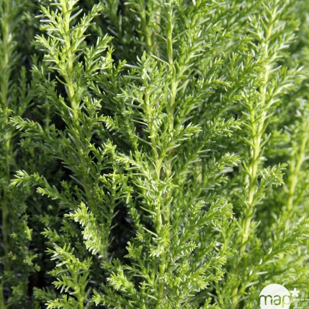 NA Conifères | Chamaecyparis Lawsonia Ellwoodii : 90/100 cm pot 10L