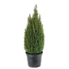 NA Conifères | Chamaecyparis lawsonia 'Ellwood's Gold ': h 60/70 cm pot 10L