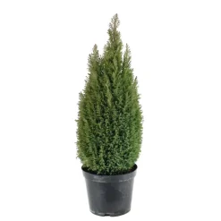 NA Conifères | Chamaecyparis lawsonia 'Ellwood's Gold ': h 60/70 cm pot 10L