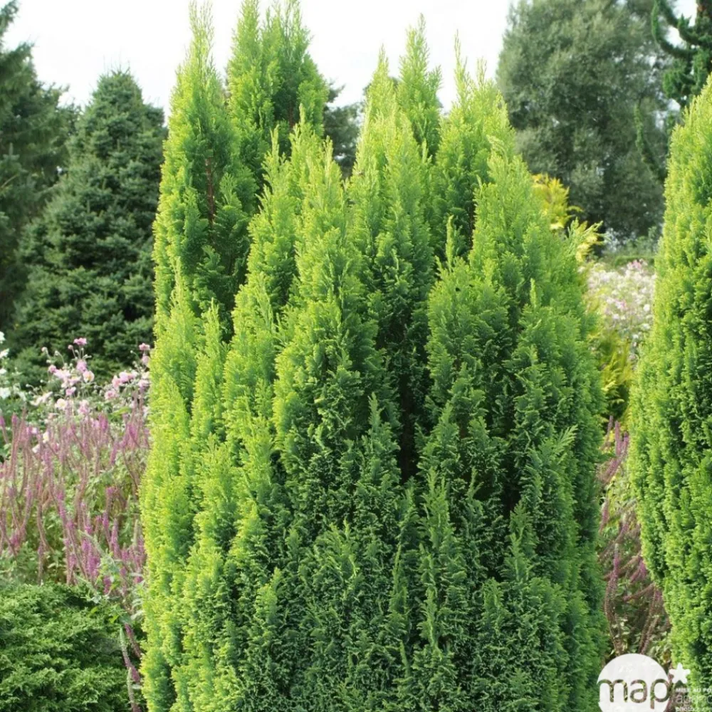 NA Conifères | Chamaecyparis lawsonia 'Ellwood's Gold ': h 60/70 cm pot 10L