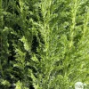 NA Chamaecyparis lawsonia 'Elwoodii' Pot D 17cm New