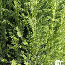 NA Chamaecyparis lawsonia 'Elwoodii' Pot D 17cm New