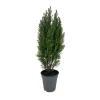 NA Chamaecyparis Lawsonia Ellwoodii : pot d.13cm Discount