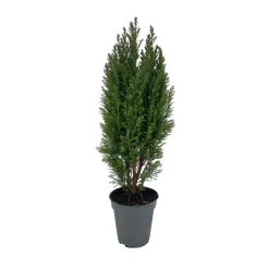 NA Chamaecyparis Lawsonia Ellwoodii : pot d.13cm Discount