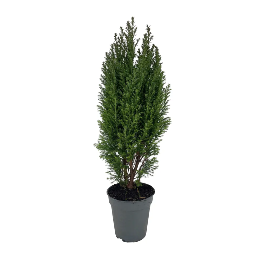 NA Chamaecyparis Lawsonia Ellwoodii : pot d.13cm Discount