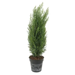 NA Chamaecyparis Lawsonia Ellwoodii : pot d.13cm Discount