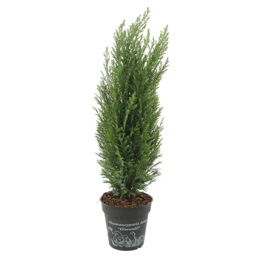 NA Chamaecyparis Lawsonia Ellwoodii : pot d.13cm Discount
