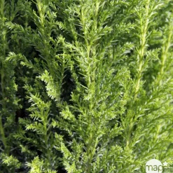 NA Chamaecyparis Lawsonia Ellwoodii : pot d.13cm Discount