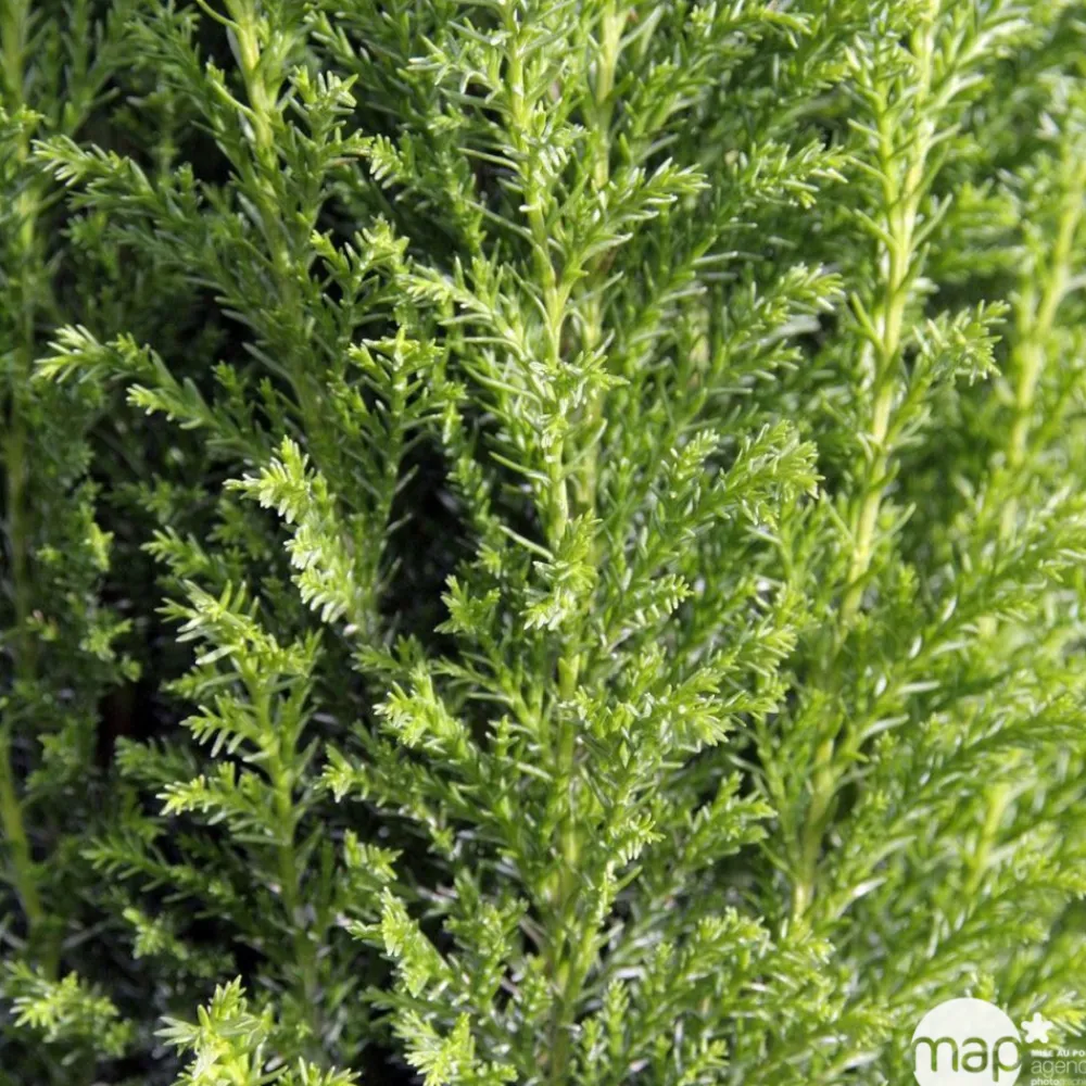 NA Chamaecyparis Lawsonia Ellwoodii : pot d.13cm Discount