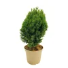NA Conifères | Chamaecyparis Lawsonia 'Minima Glauca' : H. 25/30 cm, pot 4L