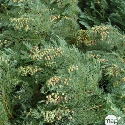 NA Conifères | Chamaecyparis Lawsonia 'Minima Glauca' : H. 25/30 cm, pot 4L