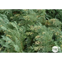 NA Conifères | Chamaecyparis Lawsonia 'Minima Glauca' : H. 25/30 cm, pot 4L