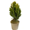 NA Conifères | Chamaecyparis Lawsonia 'Minima aurea' : H 25/30 cm, pot 4L