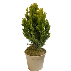 NA Conifères | Chamaecyparis Lawsonia 'Minima aurea' : H 25/30 cm, pot 4L