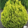 NA Chamaecyparis Lawsonia 'Minima aurea' : H 30/40 cm, pot 3L Best