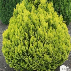 NA Chamaecyparis Lawsonia 'Minima aurea' : H 30/40 cm, pot 3L Best