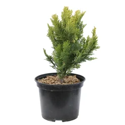 NA Chamaecyparis Lawsonia 'Minima aurea' : H 30/40 cm, pot 3L Best