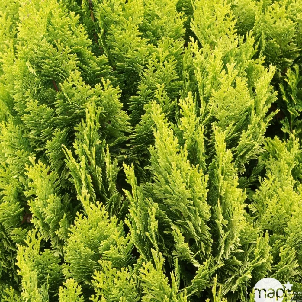 NA Chamaecyparis Lawsonia 'Minima aurea' : H 30/40 cm, pot 3L Best