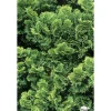 NA Conifères | Chamaecyparis obtusa Gracilis : H 25/30 : pot 4 L