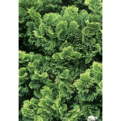NA Conifères | Chamaecyparis obtusa Gracilis : H 25/30 : pot 4 L