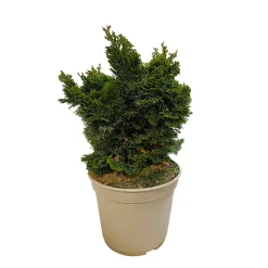 NA Conifères | Chamaecyparis obtusa Gracilis : H 25/30 : pot 4 L