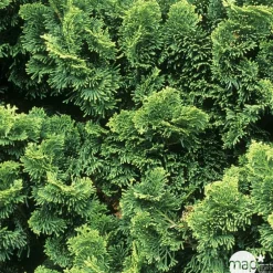 NA Chamaecyparis obtusa Gracilis, greffé : H 20/25 : pot 3 L Hot