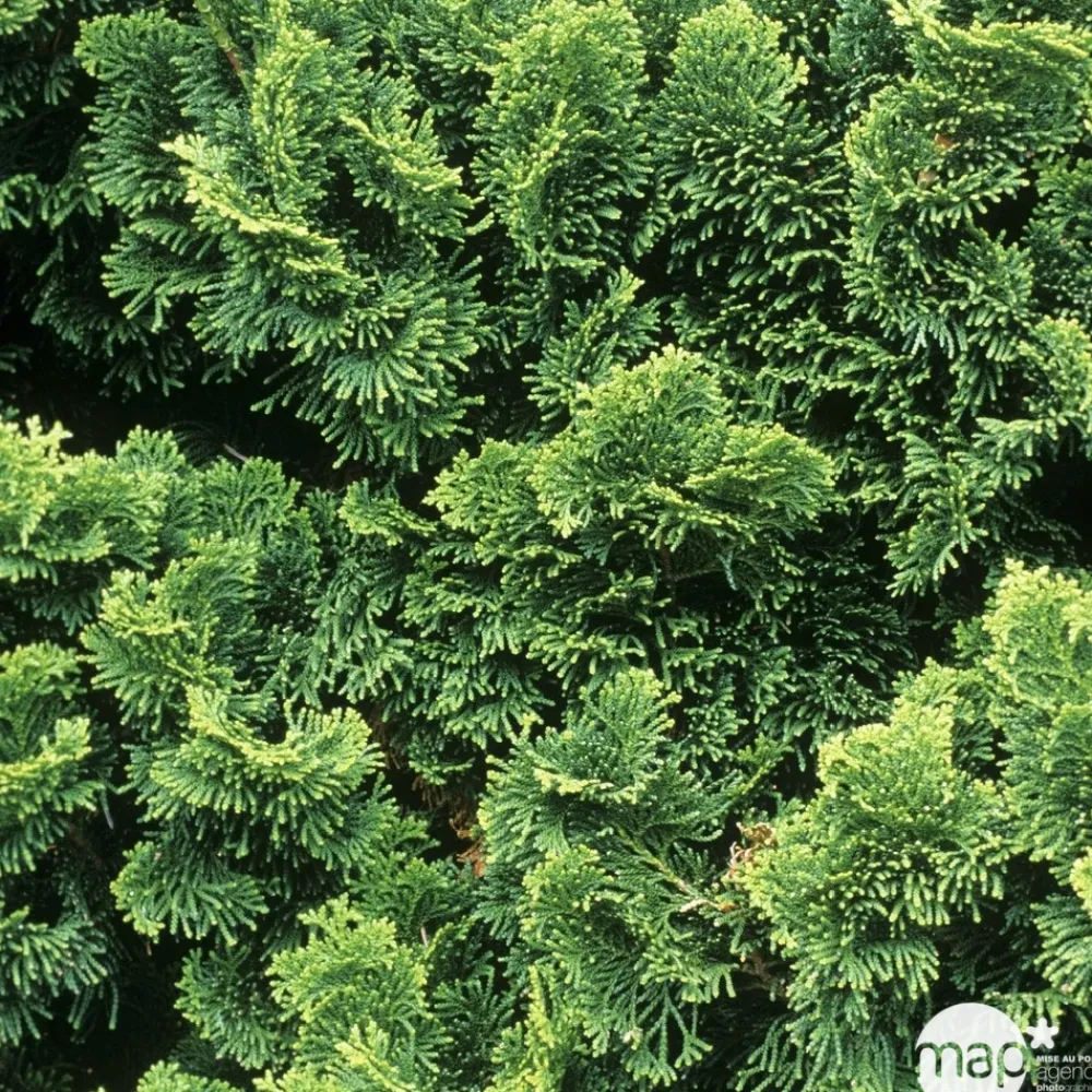 NA Chamaecyparis obtusa Gracilis, greffé : H 20/25 : pot 3 L Hot