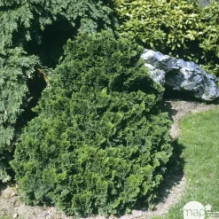 NA Chamaecyparis obtusa Gracilis, greffé : H 20/25 : pot 3 L Hot