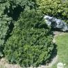NA Conifères | Chamaecyparis obtusa Gracilis, greffé : H 25/30 : pot 3 L