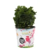 NA Chamaecyparis obtusa - Pot 4,5L Best