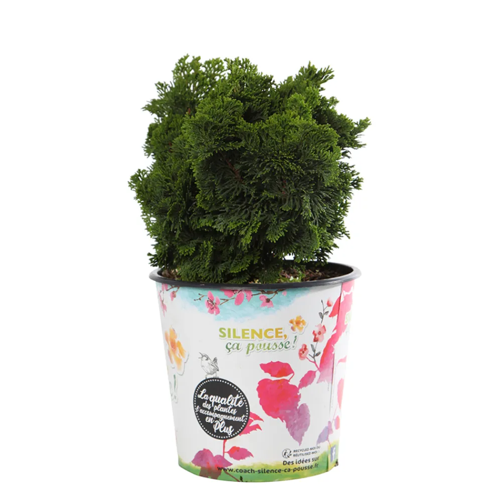 NA Chamaecyparis obtusa - Pot 4,5L Best