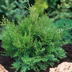 NA Chamaecyparis obtusa 'Pygmaea' Pot 3L Sale