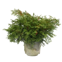 NA Chamaecyparis obtusa 'Pygmaea' Pot 3L Sale